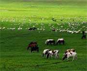 刚察天气预报30天